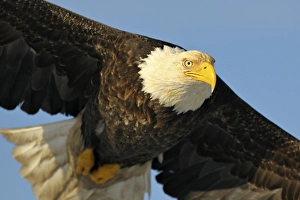 Bald Eagle (Haliaeetus leucocephalus) in flight