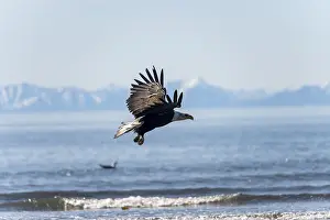 Bald eagle (Haliaeetus leucocephalus) in flight