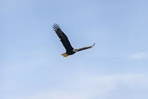 Bald eagle (Haliaeetus leucocephalus) in flight