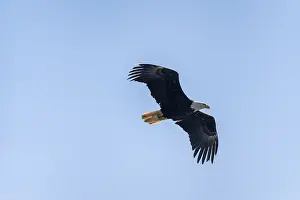 Bald eagle (Haliaeetus leucocephalus) in flight