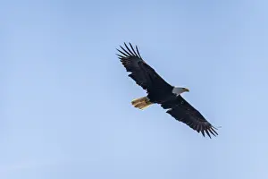Bald eagle (Haliaeetus leucocephalus) in flight