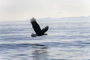 Bald eagle (Haliaeetus leucocephalus) in flight over the sea