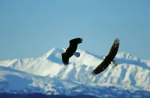 Bald Eagle (Haliaeetus leucocephalus) flying in front of snow covered mountains Alaska