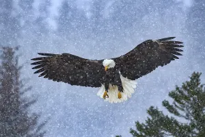 Bald Eagle (Haliaeetus leucocephalus) flying in snow fall
