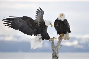 Bald Eagle (Haliaeetus leucocephalus) landing