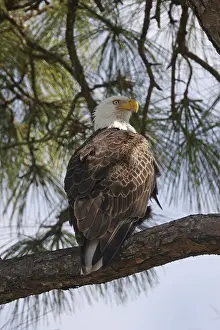 Bald Eagle (Haliaeetus leucocephalus) perched on a branch