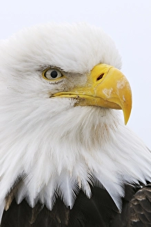 Bald Eagle (Haliaeetus leucocephalus) portrait