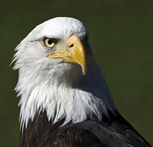 Bald Eagle (Haliaeetus leucocephalus) portrait