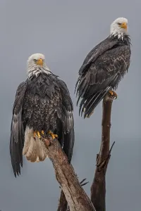 Two bald eagles, Haliaeetus leucocephalus