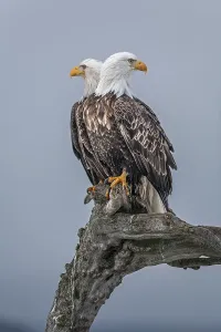 Two bald eagles, Haliaeetus leucocephalus