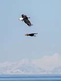 Two bald eagles (Haliaeetus leucocephalus) in flight
