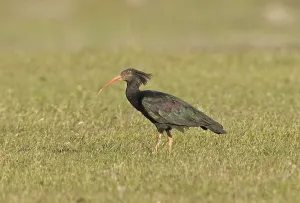 Bald Ibis, Crested Ibis, endangered species