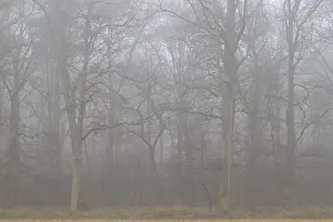 Bald oaks (Quercus robur) in winter in the fog