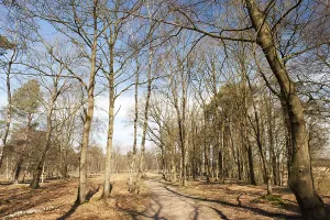 Bald trees in spring forest