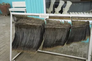 Baleen of a sei whale (Balaenotera boralis)