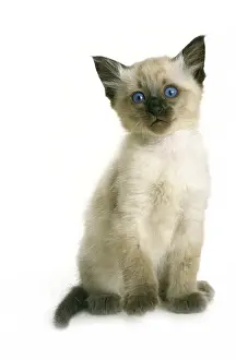 Balinese domestic cat, kitten against white background