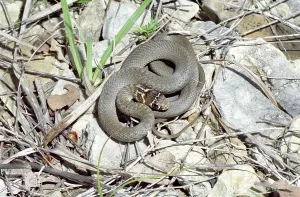 Balkan railsnake (Hierophis laurenti)