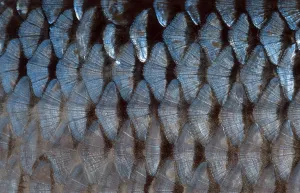 Balkan Roach, scales (Rutilus rutilus)