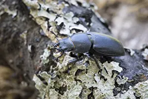 Balkenschroeter, lesser stag beetle