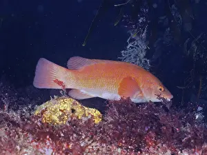 Ballan wrasse (Labrus bergylta)