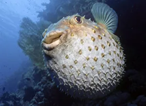 Balloonfish, Spiny Pufferfish (Cyclichthys orbicularis)