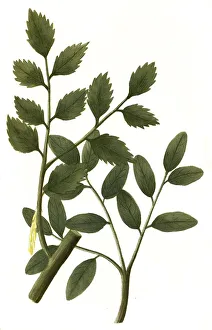 Balsamina peruviani arbuscula and Balsami tolutanus arbuscula