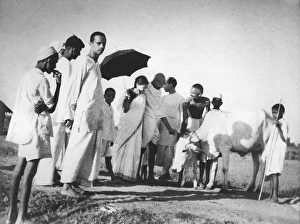 Balwant Singh presents a newborn four hours old calf to Mahatma Gandhi and others at Sevagram Ashram, 1940, Abha Gandhi, Pyarelal Nayar