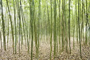 Bamboo (Bambus fargesia) grove