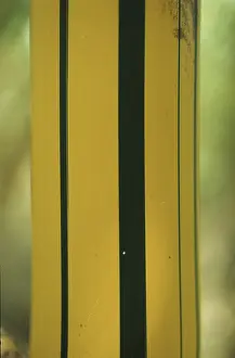 Bamboo (Bambusa sp.)