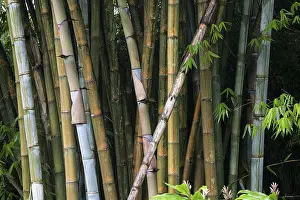 Bamboo (Bambusoideae), bamboo grove