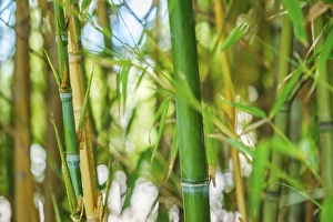 Category Buddhism Prints: Bamboo stems and leaves in the bamboo grove close up on sunny day background