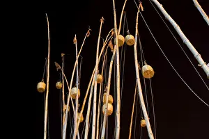 Bamboos with hanging something on dev diwali festival