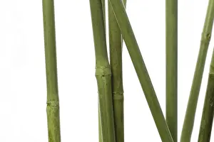 Bambus2