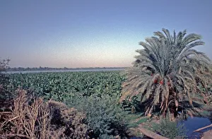 Banana plantation near Ed-Deir, palm tree, Nile, Nile Valley, Egypt, September 1989, vintage, retro, old, historical, Africa
