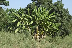 Banana plants (Musa x paradisiaca (M)