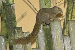 Banana squirrel (Callosciurus notatus)