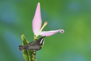 Bananaquit (Coereba flaveola), adult on Ornamental Banana plant flower (Musa velutina)