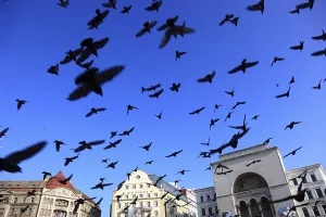 Banat, Timisoara, Timisoara, Old Town