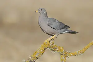Band-tailed Pigeon (Patagioenas fasciata)