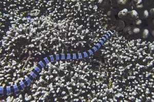 Banded colubrine sea krait (Laticauda colubrina)