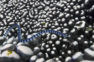 Banded colubrine sea krait (Laticauda colubrina)