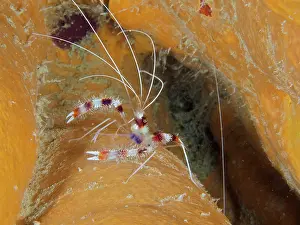 Framed Print : Banded coral shrimp (Stenopus hispidus)