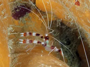 Banded coral shrimp (Stenopus hispidus)