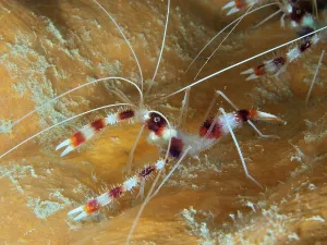 Framed Print : Banded coral shrimp (Stenopus hispidus) Framed Print : Banded coral shrimp (Stenopus hispidus)