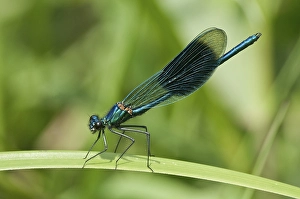 Banded Demoiselle (Calopteryx splendens)