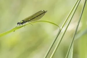 Banded demoiselle (calopteryx splendens)