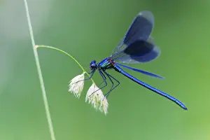 Banded Demoiselle (Calopteryx splendens)