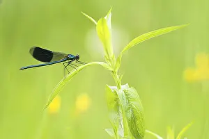 Banded demoiselle (calopteryx splendens)