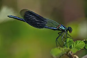 Banded Demoiselle (Calopteryx splendens)