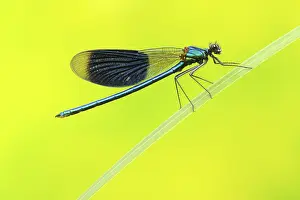 Banded Demoiselle (Calopteryx splendens)